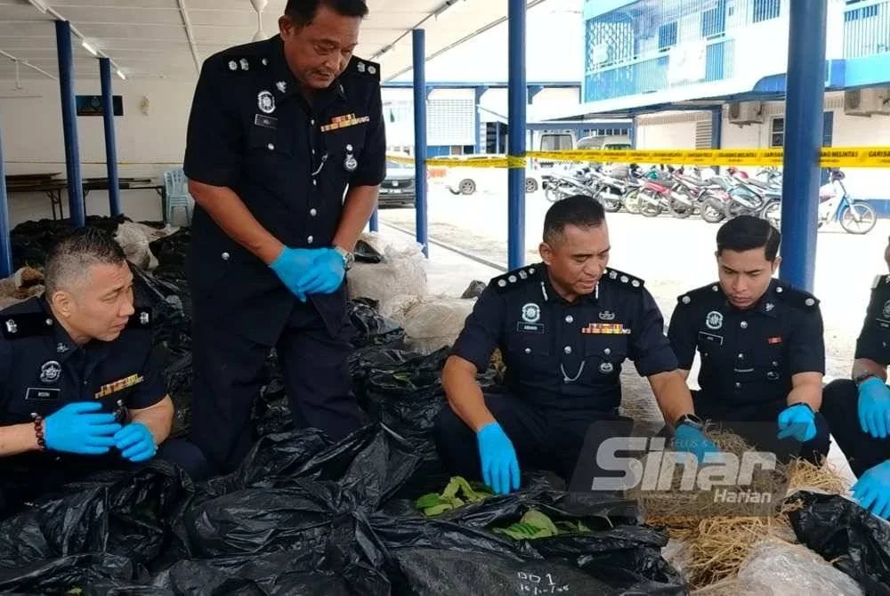 Cubaan menyorok daun ketum dalam bungkusan jerami dan menghantarnya menggunakan lori berlogo sebuah syarikat kurier gagal mengelabui mata pihak berkuasa.