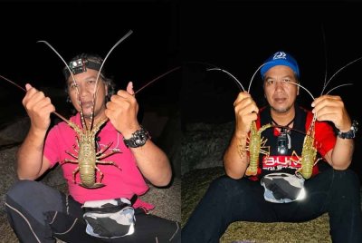 Zarawi dari Cherang, Kota Bharu yang lebih dikenali sebagai Awie Garsia menunjukkan lobster yang berjaya 'dijinakkan' di Kuala Kemasin di Bachok.