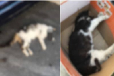 Antara gambar keadaan kucing dibunuh yang tular di Facebook sebelum ini.