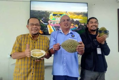 Nordin (tengah) menunjukkan durian daerah Perak Tengah yang akan dihidangkan sempena Festival Durian Antarabangsa Kampung Gajah 2025.