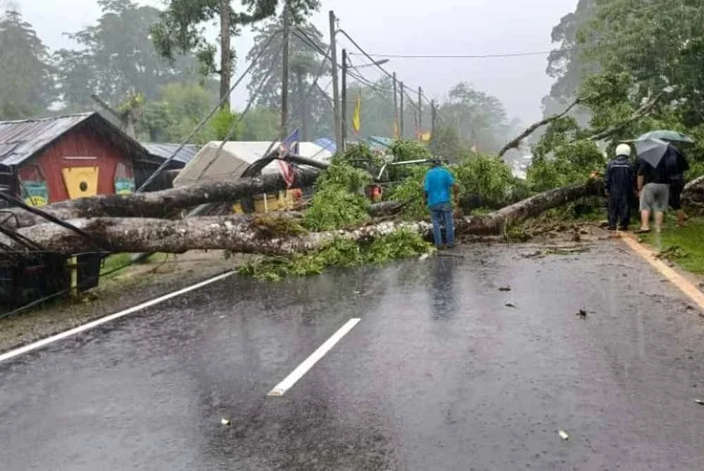 Kerja-kerja mengeluarkan mangsa dijalankan dengan berhati-hati memandangkan keadaan pokok yang besar dan struktur kenderaan yang remuk.