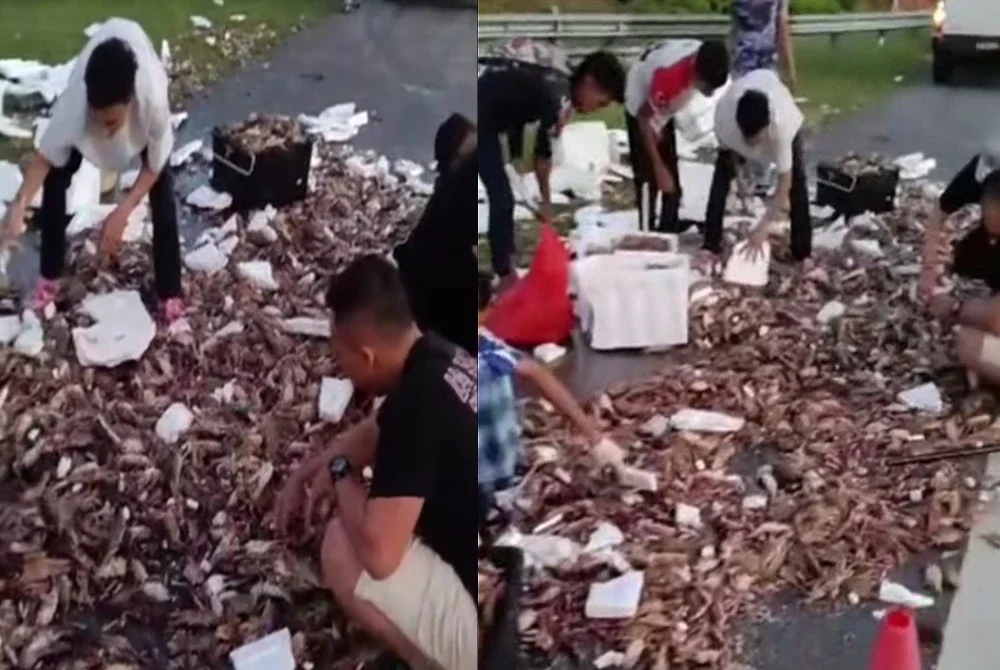 Tangkap layar video tular menunjukkan ketam bertaburan di atas jalan susulan kemalangan melibatkan dua buah lori di Kilometer 425.15 arah utara berhampiran laluan Telemong–Kuala Terengganu awal pagi Selasa.