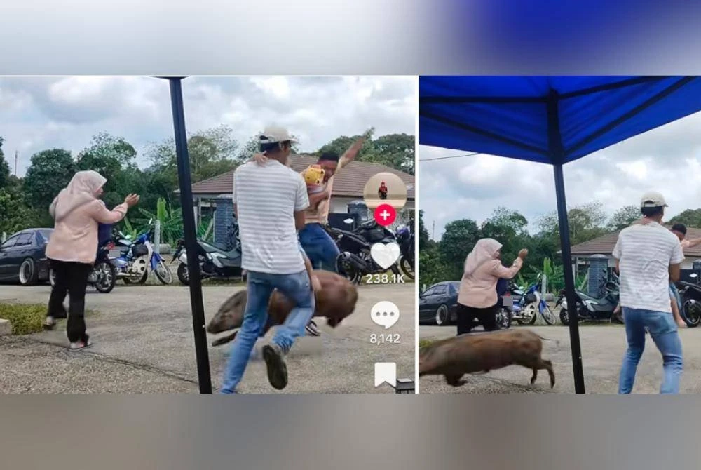 Tangkap layar video tular yang menunjukkan seekor babi hutan meluru lari ke arah tetamu di majlis perkahwinan.