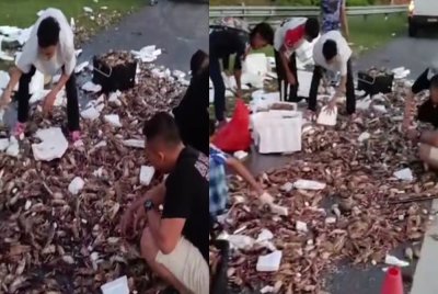 Tangkap layar video tular menunjukkan ketam bertaburan di atas jalan susulan kemalangan melibatkan dua buah lori di Kilometer 425.15 arah utara berhampiran laluan Telemong–Kuala Terengganu awal pagi Selasa.