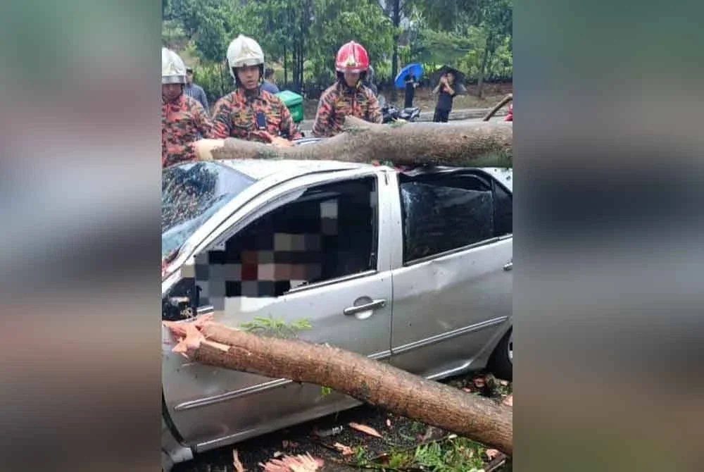 Seorang lelaki disahkan maut selepas kenderaan dinaikinya dihempap pokok pada Rabu.