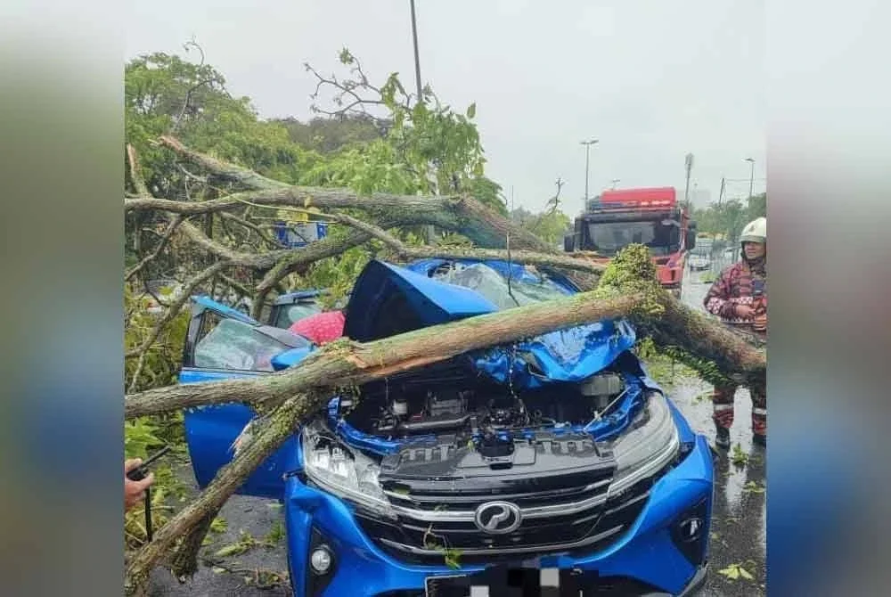 Pokok tumbang susulan ribut serta hujan lebat di beberapa kawasan sekitar ibu negara pada petang Rabu.
