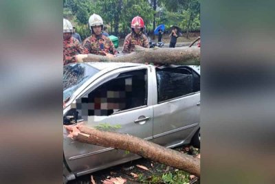 Seorang lelaki disahkan maut selepas kenderaan dinaikinya dihempap pokok pada Rabu.