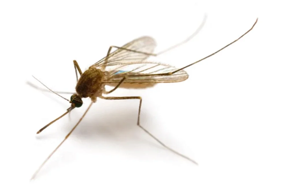 Seekor nyamuk spesies Culiseta annulata, jenis yang ditemui di Kiðafell, Kjós. Foto Agensi