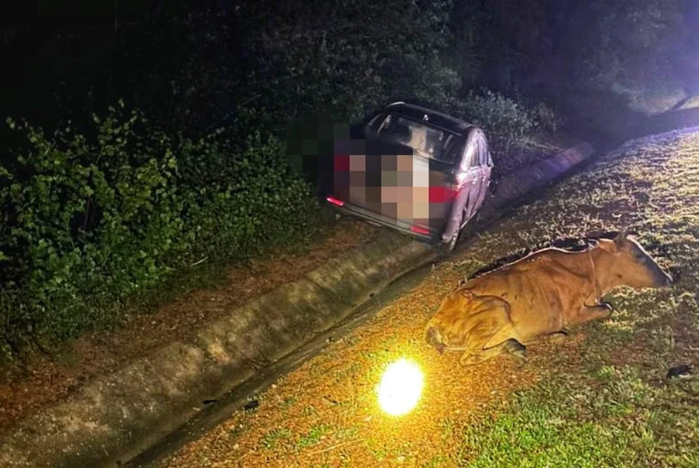 Seorang bayi perempuan maut selepas kereta yang dipandu bapanya terbabas akibat melanggar sekumpulan lembu. Foto ihsan PDRM