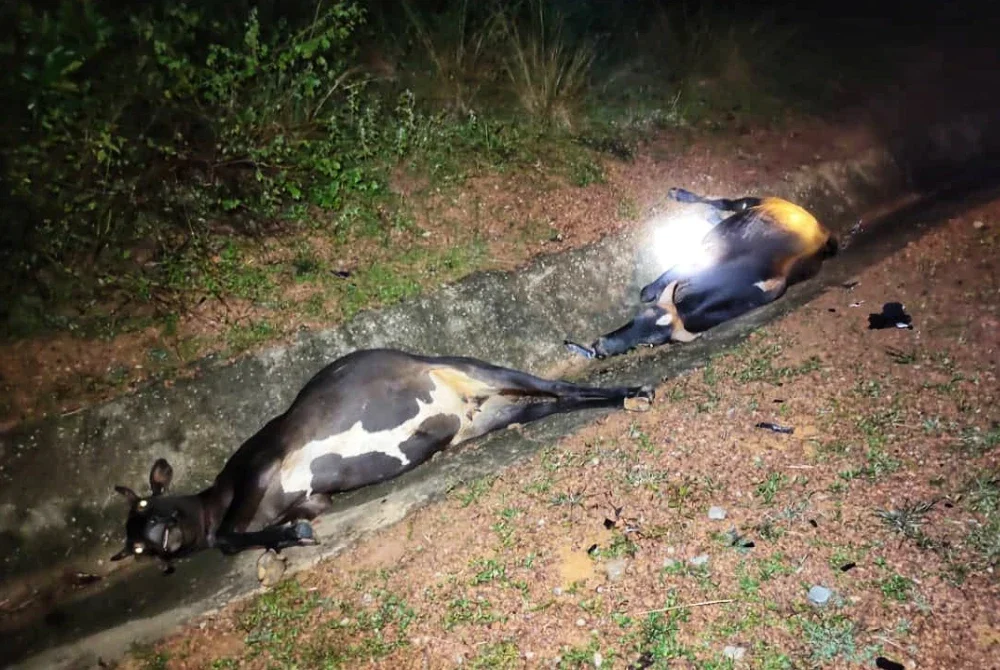 Antara lembu yang terlibat dalam kemalangan tersebut.
Foto ihsan PDRM