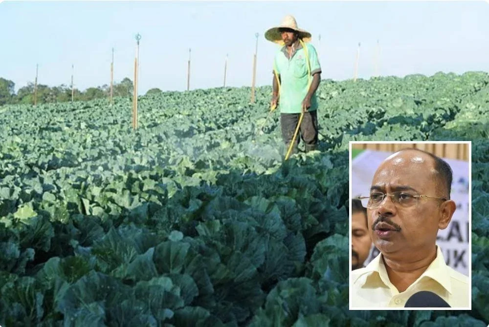 Pekebun di Cameron Highlands perlu mematuhi peraturan penggunaan racun perosak bagi menjamin keselamatan makanan serta memastikan hasil pertanian negeri ini khususnya sayur-sayuran dan buah-buahan memenuhi piawaian eksport. (Gambar kecil: Razali Kassim)
