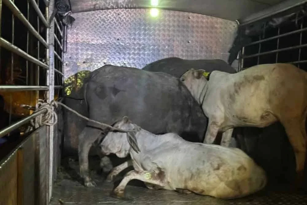 Antara lembu yang ditangkap berkeliaran hasil operasi JPV Bera dan polis pada Khamis. - Foto ihsan PDRM