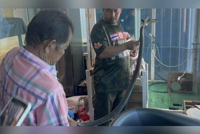 Pihak berkuasa menemukan ular tedung kira-kira satu meter di rumah mangsa. Foto Thaiger