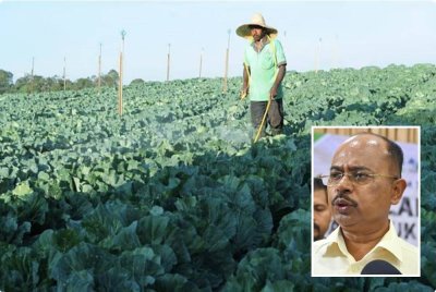 Pekebun di Cameron Highlands perlu mematuhi peraturan penggunaan racun perosak bagi menjamin keselamatan makanan serta memastikan hasil pertanian negeri ini khususnya sayur-sayuran dan buah-buahan memenuhi piawaian eksport. (Gambar kecil: Razali Kassim)