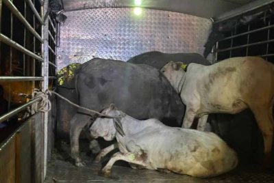 Antara lembu yang ditangkap berkeliaran hasil operasi JPV Bera dan polis pada Khamis. - Foto ihsan PDRM