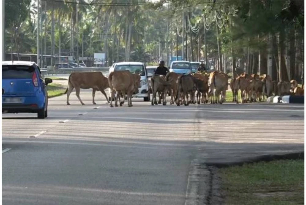 Sikap lepas tangan pemilik ternakan yang membiarkan haiwan mereka bebas berkeliaran mendatangkan risiko kepada pengguna jalan raya.