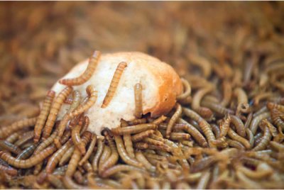 Ulat roti didakwa mempunyai kandungan protein tinggi. Foto Agensi