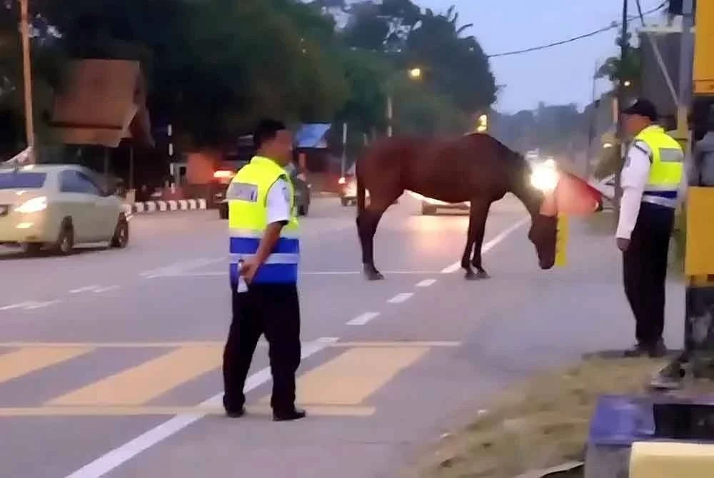 Kuda yang dipercayai mengorbankan nyawa seorang penunggang motosikal dalam kemalangan itu.