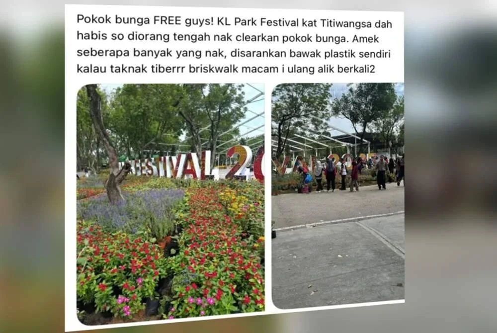 DBKL menafikan dakwaan tular di media sosial yang mendakwa terdapat agihan pokok bunga secara percuma.