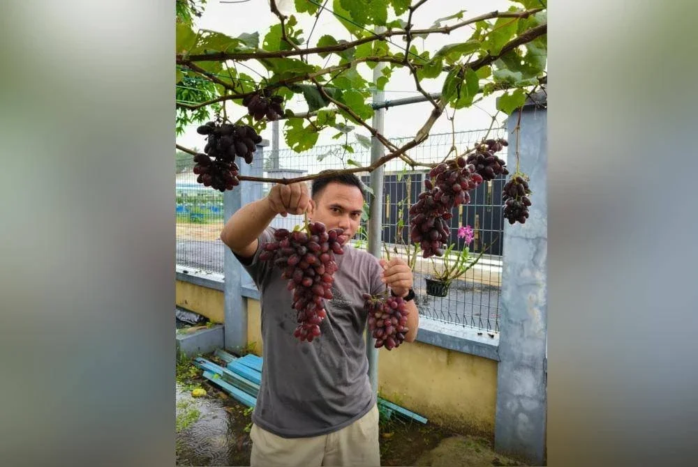 Wan Yusoff menunjukkan anggur yang ditanam di kebunnya di Wakaf Bharu, Tumpat.