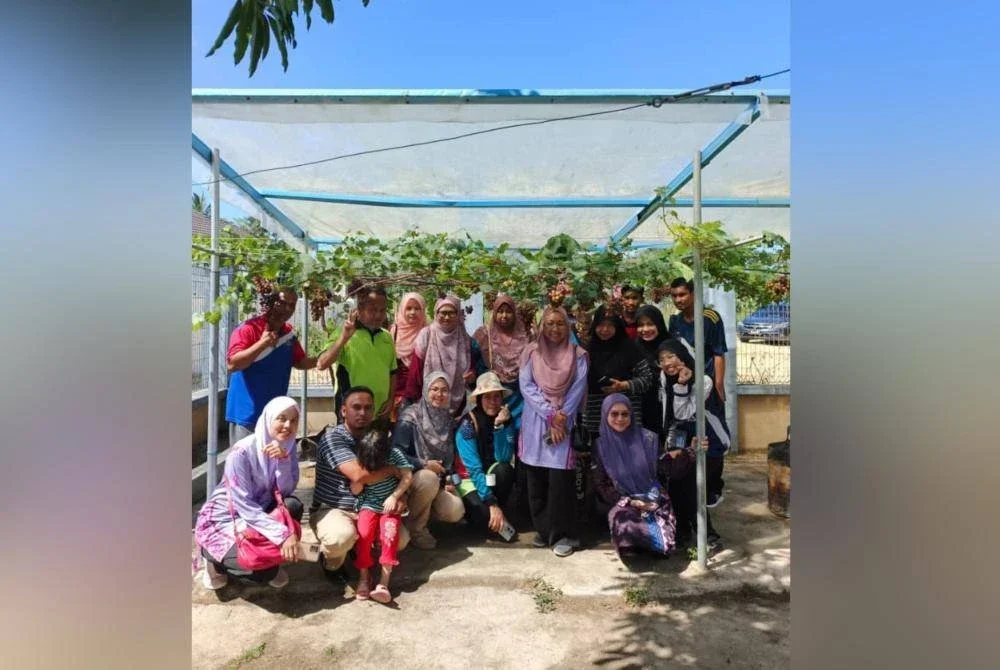 Kebun anggur Wan Yusoff menggamit kehadiran ramai pengunjung. 