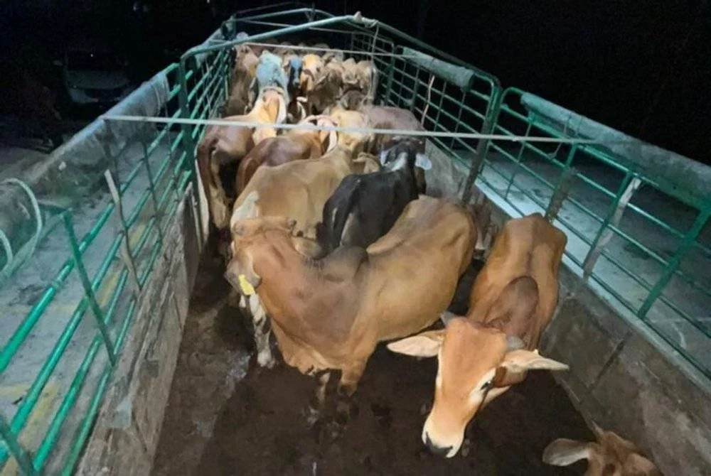 Sebahagian lembu dipercayai dibawa masuk dari Thailand tanpa sebarang dokumen pemindahan haiwan ternakan di Chuping dekat Padang Besar, semalam.
