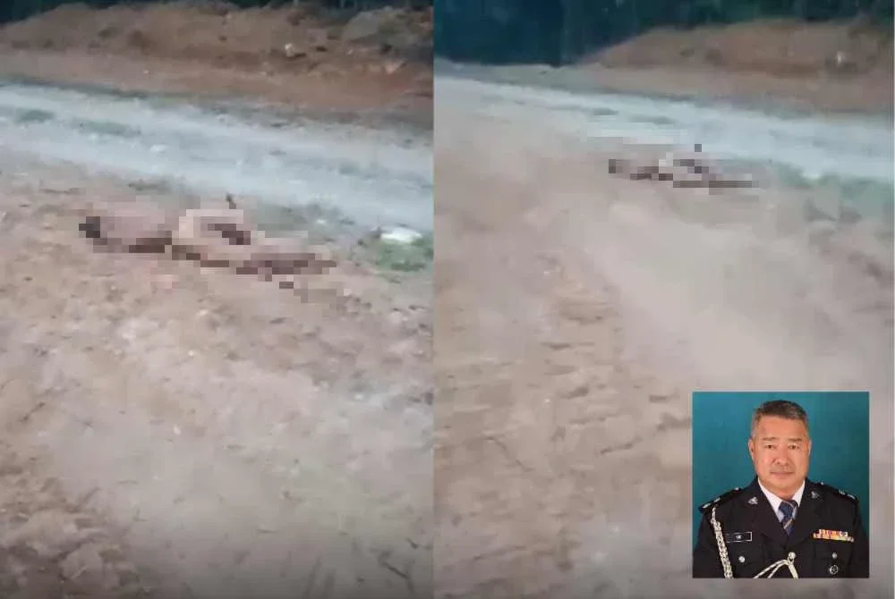 Seorang pekerja pembalakan maut dalam keadaan mengerikan selepas diserang gajah yang mengamuk di kawasan penempatan pekerja di Aring 8 di sini pada Rabu. Gambar kecil: Choon Foo