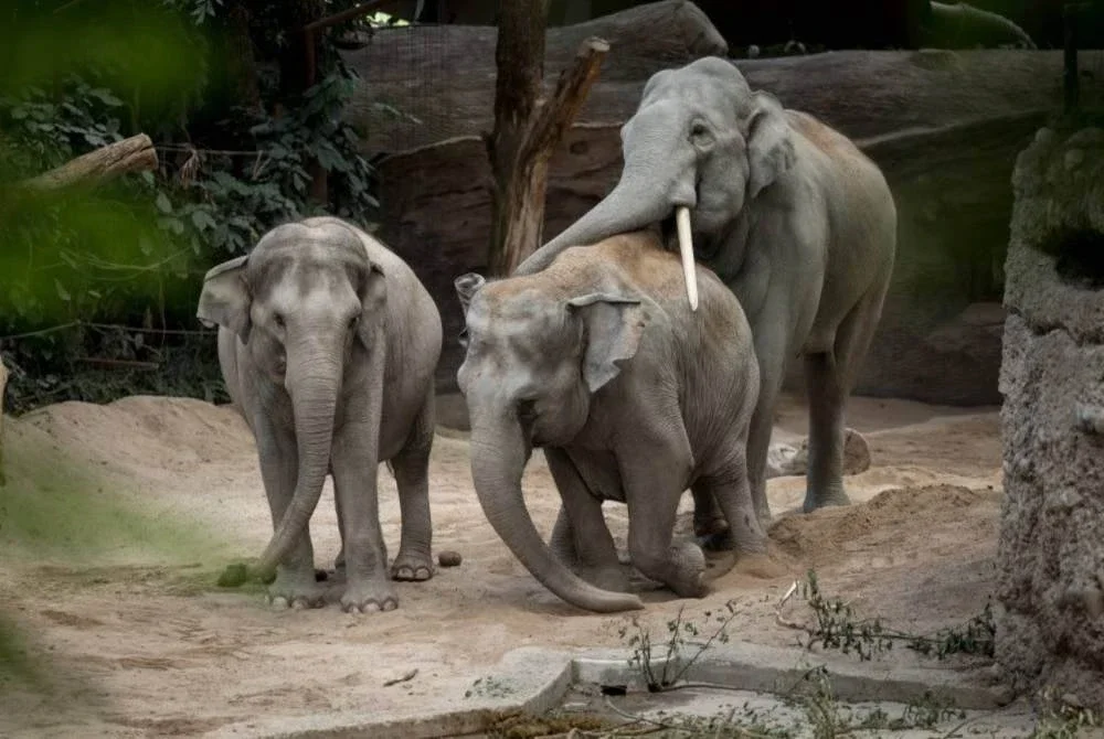 Tangkap layar laporan Sinar Harian berhubung seorang mandur balak maut diserang gajah.