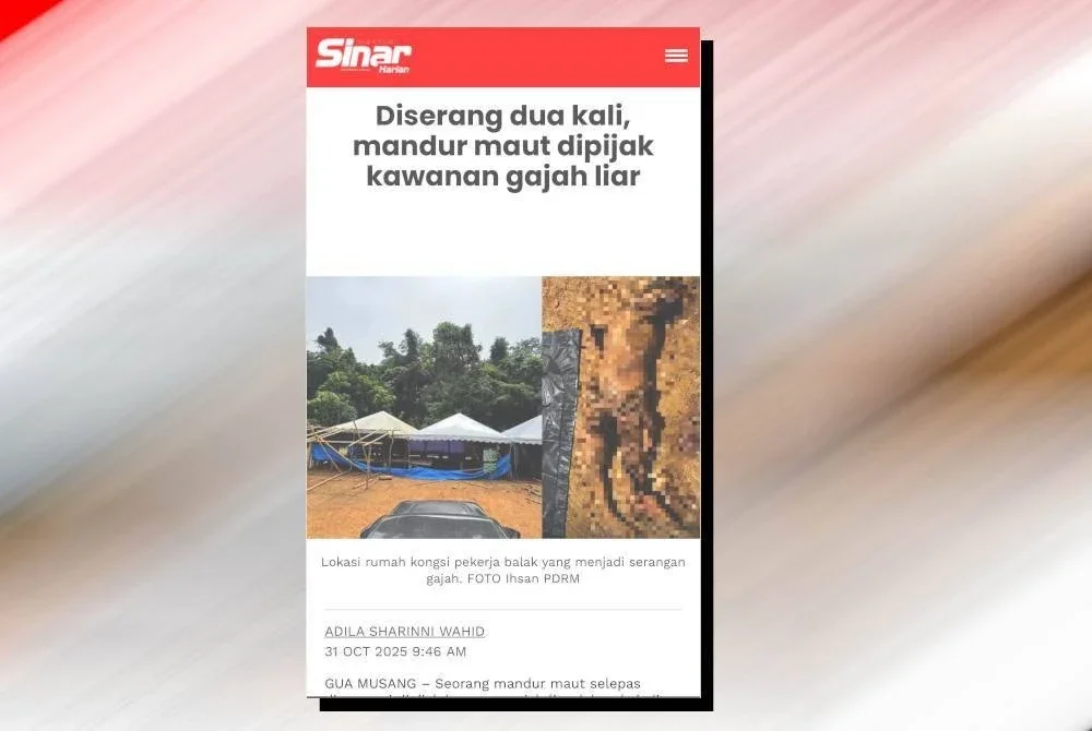 
Gajah Asia Elephas Maximus yang kerap menimbulkan konflik dengan manusia. Foto AFP
