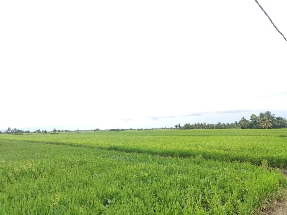 Cabaran sektor penanaman padi kini semakin besar terutama dalam usaha menjana sumber bekalan makanan negara.