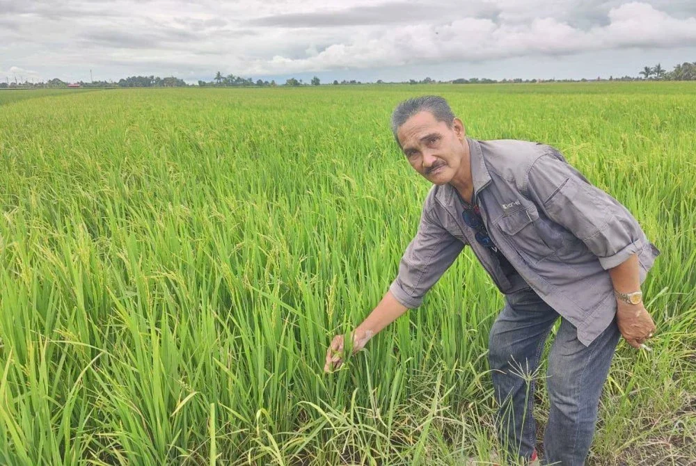 Sulbani menunjukkan pokok padi yang memerlukan penjagaan teliti bagi mengelak serangan makhluk perosak.