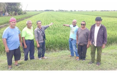 Pesawah berharap sektor tanaman padi di negara ini dapat dipertingkatkan lagi pada masa depan.