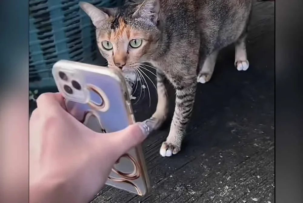 Wanita itu meminta seekor kucing jalanan membantunya mencari Lamut.