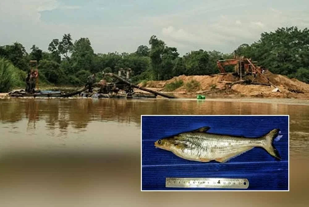 Aktiviti pam pasir di Temerloh berhampiran kawasan Sungai Pahang menjadi punca kekurangan patin muncung dari habitat asal. Foto Dr Haslawati