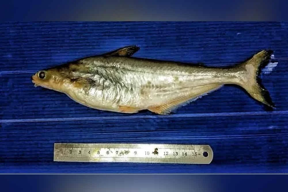 Populasi patin muncung semakin merosot dan tiada tangkapan direkodkan nelayan darat.