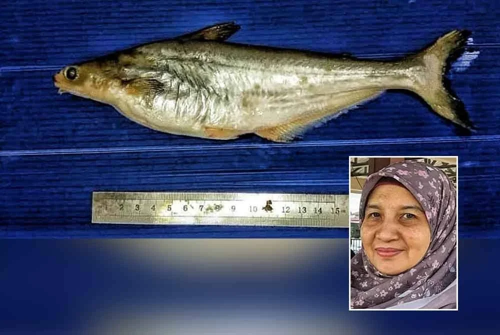 Patin muncung. Gambar kecil: Dr Haslawati