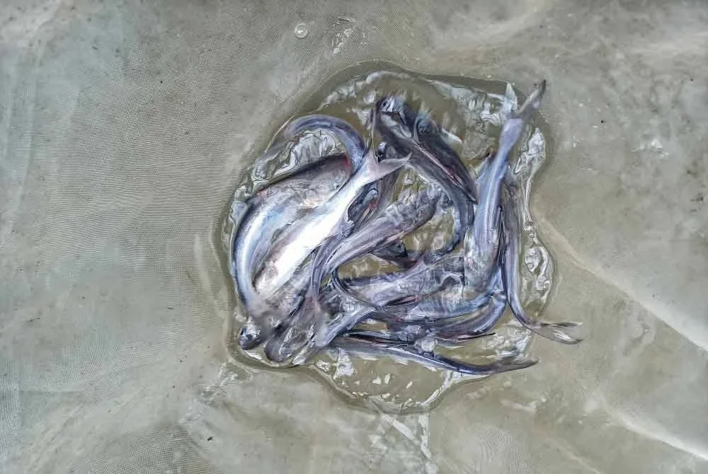 Anak ikan patin buah antara yang berjaya dibiakkan di PPA Perlok, Jerantut.