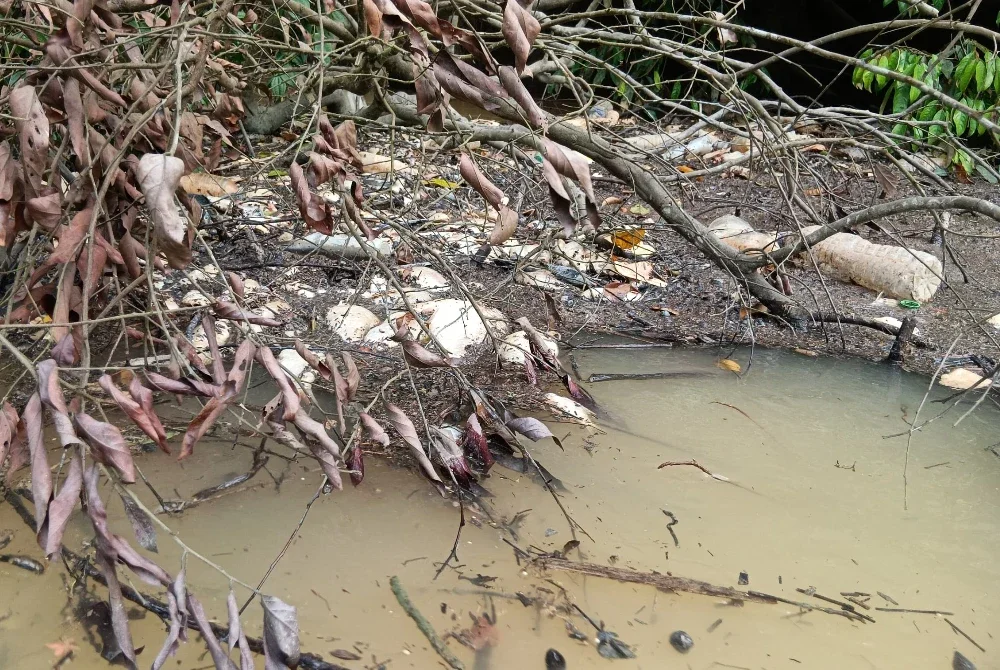 Antara ikan yang mati tersangkut pada akar pokok dan keadaan air di hulu Sungai Johor yang tercemar.