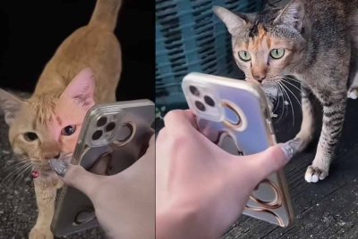 Setiap kucing yang ditemuinya ditunjukkan gambar Lamut - Foto: Agensi