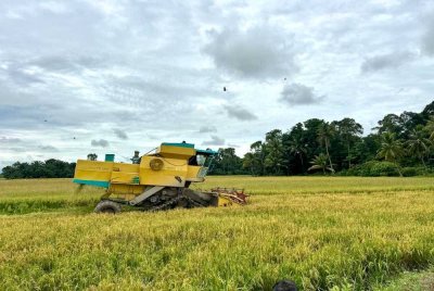 Proses penuaian padi dilakukan di kawasan seliaan Kada sebelum musim banjir melanda.