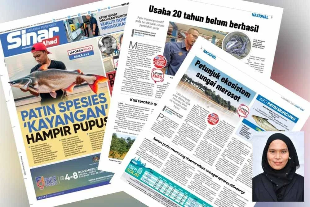Laporan Sinar Ahad berhubung kepupusan patin muncung yang menjadi petunjuk ekosistem Sungai Pahang berdepan tekanan serius.Gambar kecil: Shazana