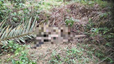 Mayat wanita dalam keadaan reput ditemukan di bawah longgokan pelepah kelapa sawit di sebuah kebun kelapa sawit di Batu 19, Jalan Karak-Kuala Pilah, Telemong pada Isnin.