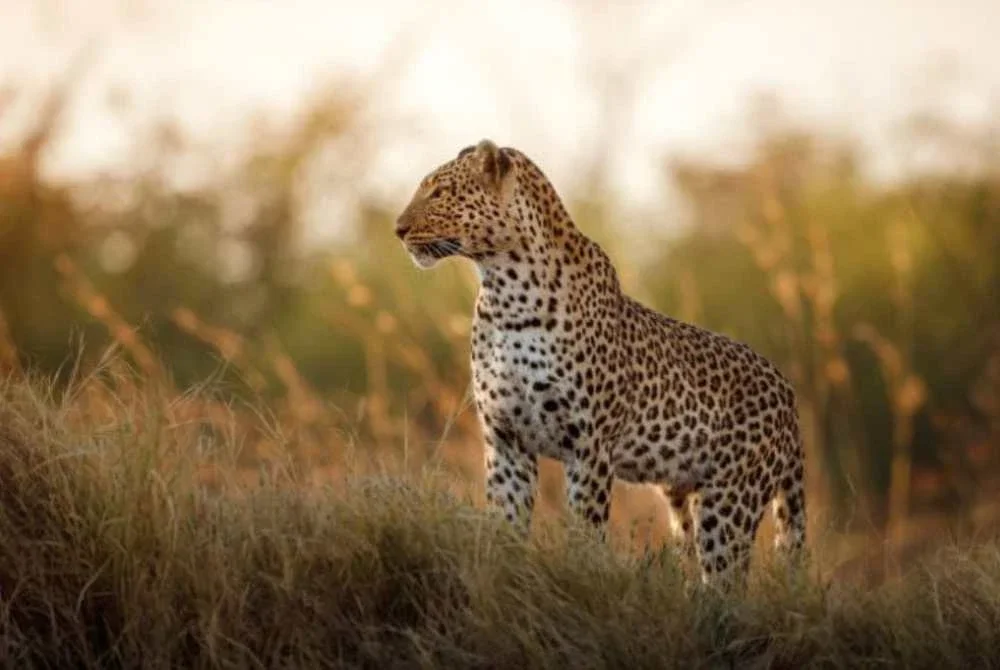 Seorang pesakit malaria maut di India selepas ambulans yang membawanya berhenti di tengah jalan kerana pemandu mendakwa ternampak harimau bintang - Gambar hiasan