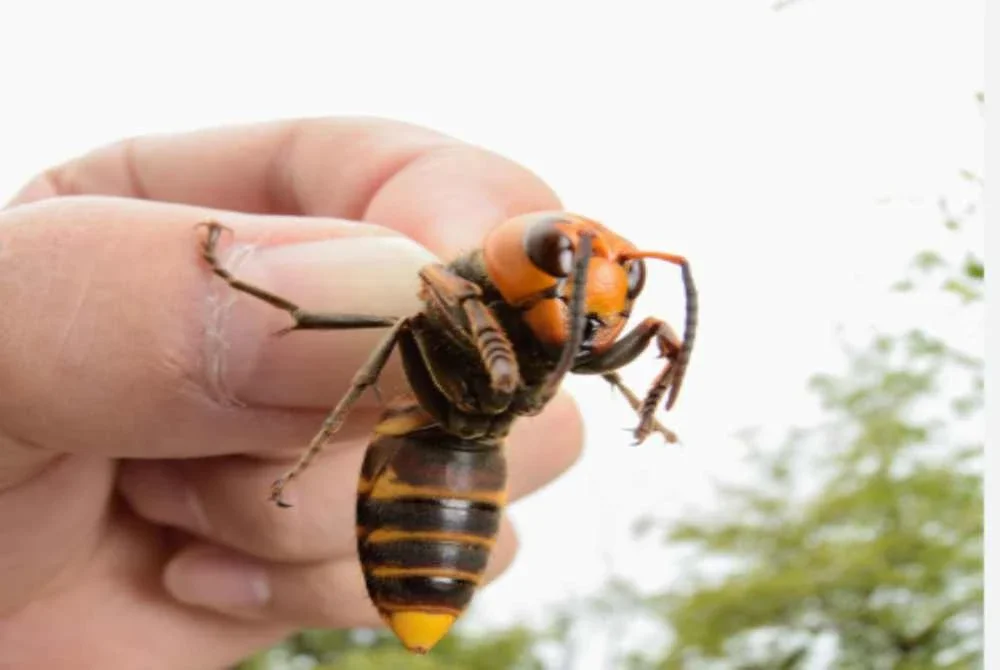 Gambar hiasan. - Agensi