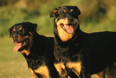 Seorang wanita Britain maut selepas cuba meleraikan dua anjing peliharaannya yang bergaduh kerana seketul nuget ayam. Foto hiasan