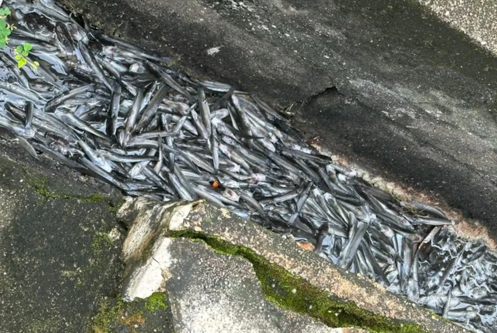 Sebahagian anak ikan keli yang dikesan dibuang dalam longkang sebuah kedai jualan makanan di Lombong, Paka pada Khamis.