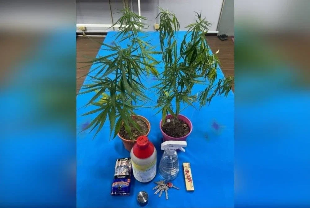 Pemeriksaan menemui dua pokok disyaki ganja dan tumbuhan kering disyaki jenis ganja seberat 27 gram dengan nilai keseluruhan RM1,210.