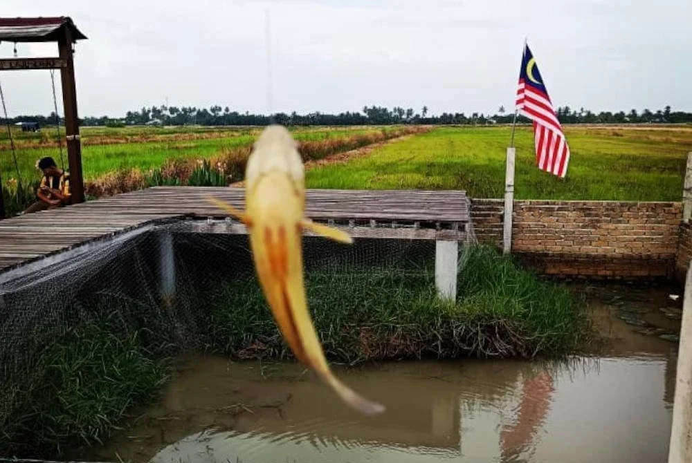 BOLEHKAH memancing di bendang milik orang lain? 