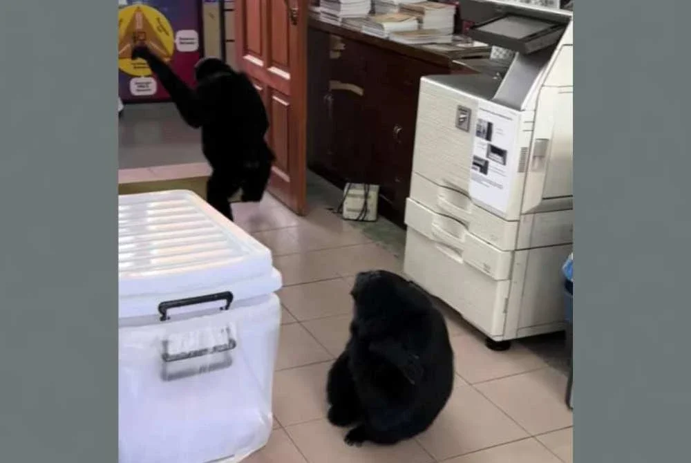 Tangkap layar video milik Rafidah yang memaparkan dua ekor siamang di bilik guru sebuah sekolah kebangsaan di Genting Hghlands.