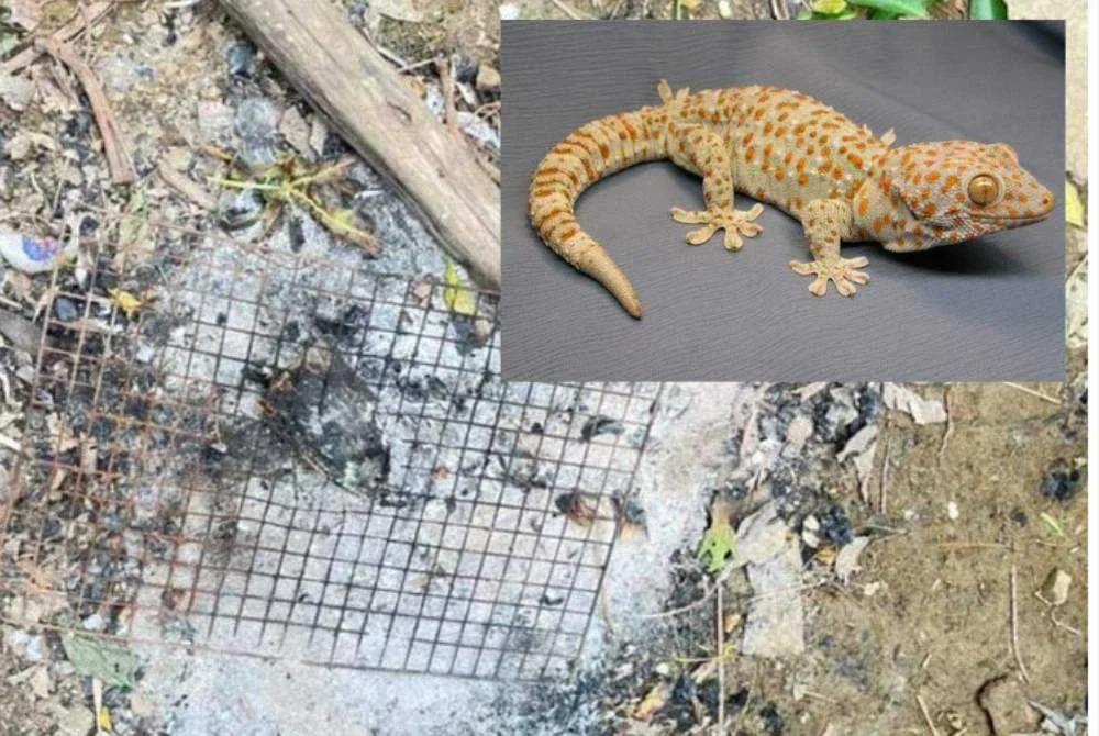 Cicak yang siap dipanggang oleh mangsa dalam kejadian di kampung Russey Krak. - Agensi.